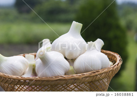 ニンニクの収穫 ニンニクの収穫 16038861