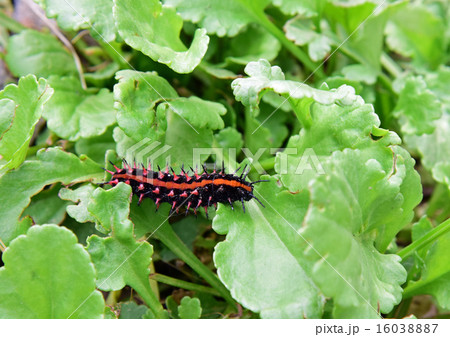 ツマグロヒョウモンの幼虫 16038887