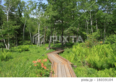 初夏の高原 初夏の高原 16039104