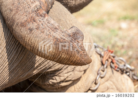 trunk of an elephant 16039202