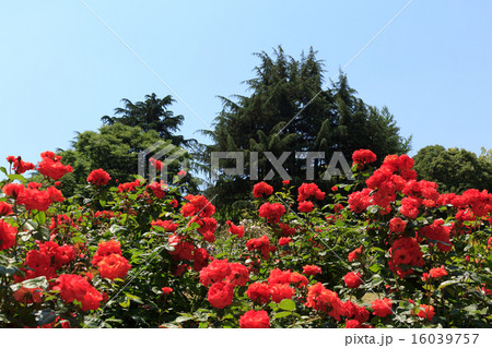 バラ　赤 16039757