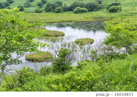 夏の八島湿原 16039855