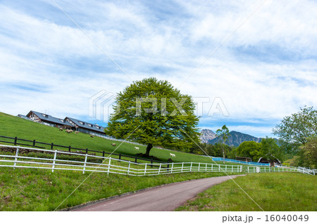 まきば公園のやまなしの木 16040049