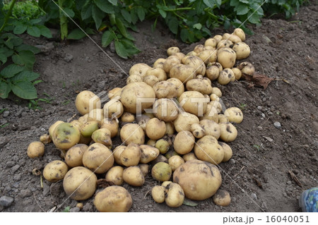 新じゃがいも掘りたて　いも洗い　新鮮野菜 16040051