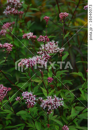 秋の七草の一つで、淡紫色の花をたくさんつけるフジバカマ 秋の七草の一つで、淡紫色の花をたくさんつけるフジバカマ 16040073