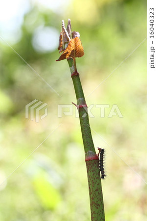 イタドリの葉を食べる毛虫の写真素材