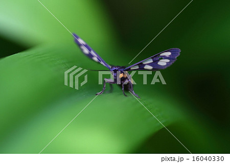 カノコガ 16040330