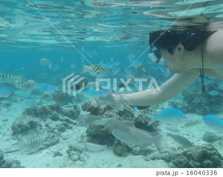 南国でシュノ‐ケリング 16040336