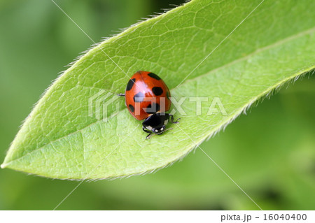 テントウムシ(ナナホシテントウ) テントウムシ(ナナホシテントウ) 16040400