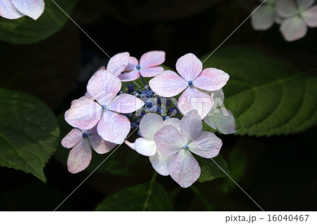 紫陽花 16040467