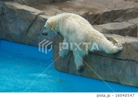 北海道で一番人気のシロクマ 北海道で一番人気のシロクマ 16040547