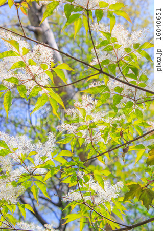 アオダモの花 16040651