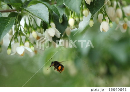 生き物　昆虫　クロマルハナバチ、エゴノキの花の下で。体が小さめなので働き蜂でしょうか 16040841