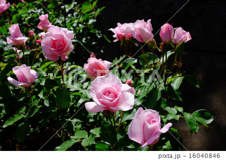 薔薇 16040846