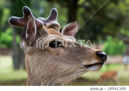 奈良の鹿 鹿のアップ 鹿の横顔の写真素材
