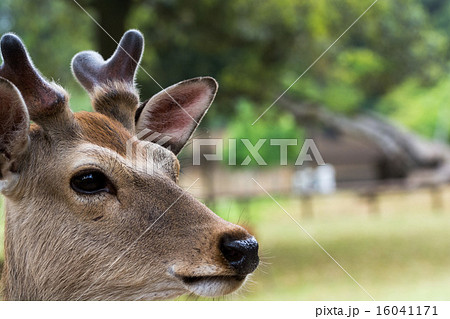 奈良の鹿 鹿の横顔 鹿のアップの写真素材