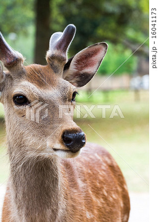 奈良の鹿 鹿の顔 鹿のアップの写真素材