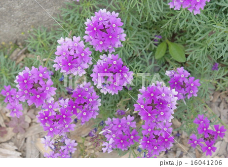 小花　桃色 16041206