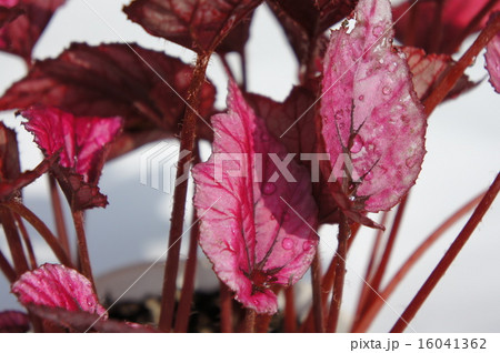 レックスベゴニア レックスベゴニア 16041362