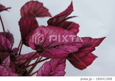 レックスベゴニア 16041366