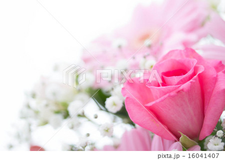 ピンク薔薇のアップ 16041407