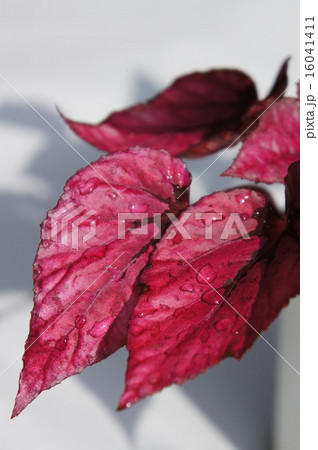 レックスベゴニア レックスベゴニア 16041411