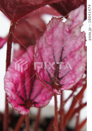 ファイヤーベゴニア ファイヤーベゴニア 16041474