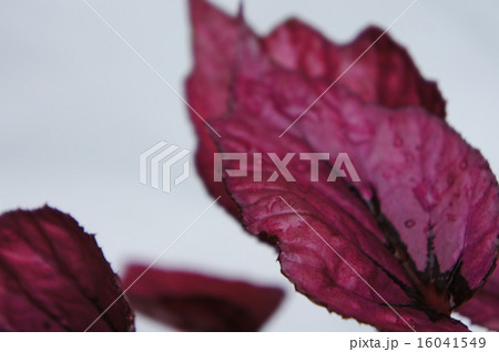 ファイヤーベゴニア ファイヤーベゴニア 16041549