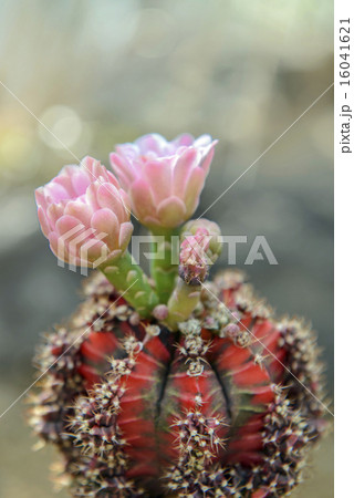 サボテンの花 サボテンの花 16041621
