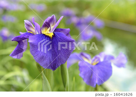 花菖蒲 16041626