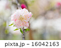ハナモモ（源平しだれ） 16042163