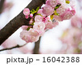 日暮（ヒグラシザクラ） 16042388