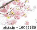 日暮（ヒグラシザクラ） 16042389