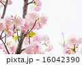 日暮（ヒグラシザクラ） 16042390