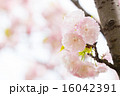 日暮（ヒグラシザクラ） 16042391