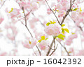 日暮（ヒグラシザクラ） 16042392