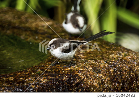 水浴び後のエナガ（若鳥二羽） 16042432