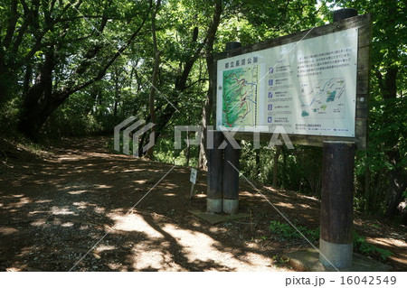 都立長沼公園の春 16042549