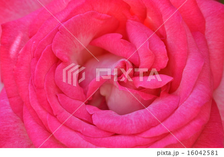 バラ（ダブル・デライト） 16042581