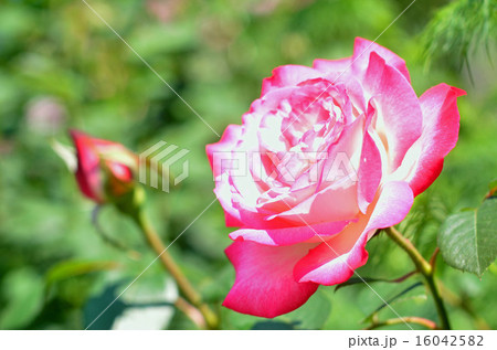 バラ（ダブル・デライト） 16042582