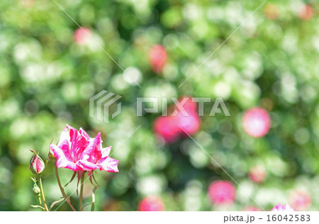 バラ園のイメージ 16042583