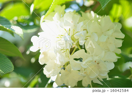 オオデマリ 16042584