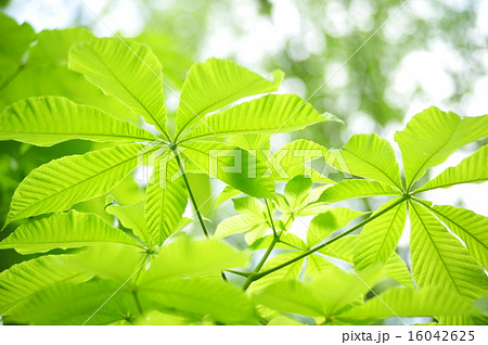 トチノキ 16042625