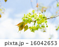 御衣黄（ギョイコウザクラ） 16042653