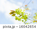 御衣黄（ギョイコウザクラ） 16042654