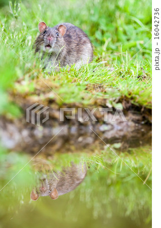 nature whit rat nature whit rat 16042736