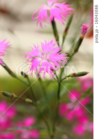 カワラナデシコ 16043086