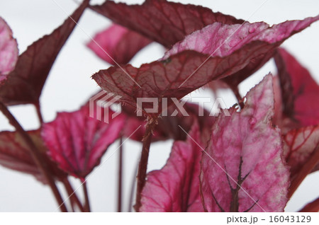 ファイヤーベゴニア ファイヤーベゴニア 16043129