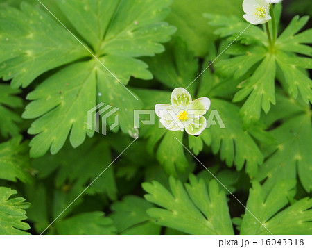 緑がかったニリンソウ 16043318