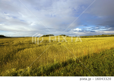 wheat field wheat field 16043320